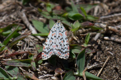 Utetheisa lotrix