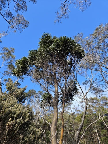 Eucalyptus subcrenulata, photograph 2