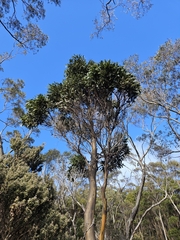 Eucalyptus subcrenulata, photograph author not stated, no rights reserved