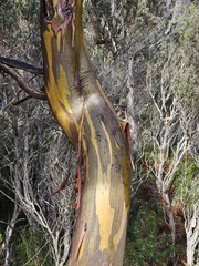 Eucalyptus subcrenulata, photograph author not stated, no rights reserved