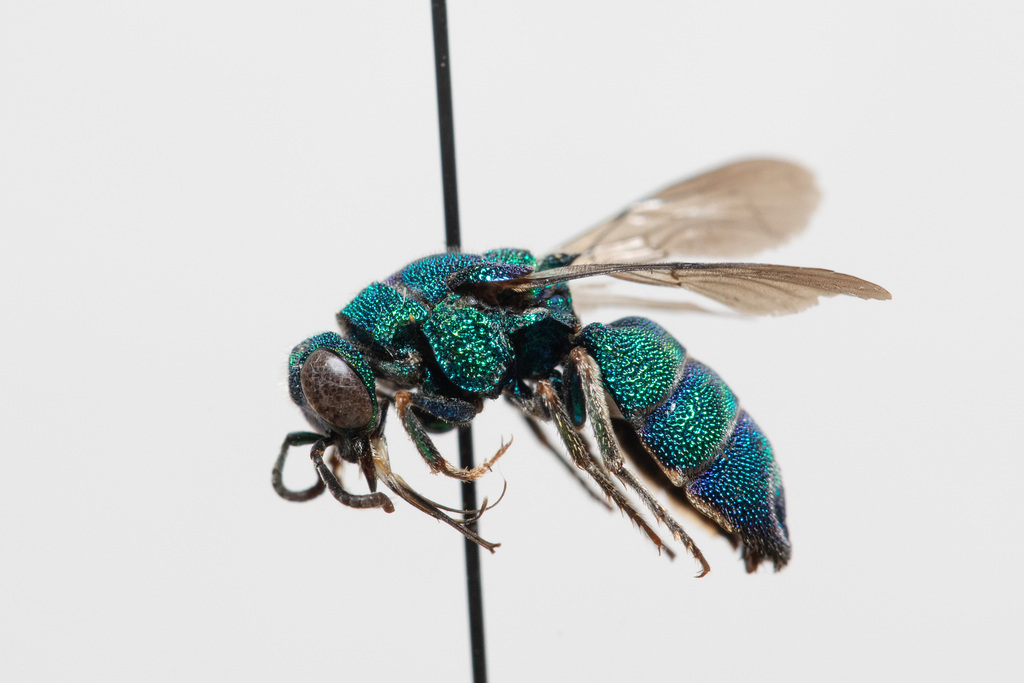 Parnopes chrysoprasinus