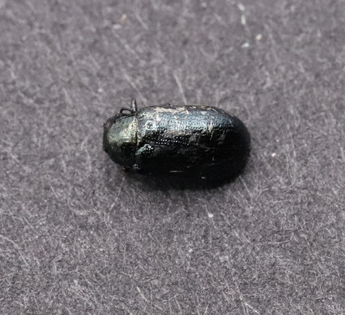 Phratora interstitialis photo 2