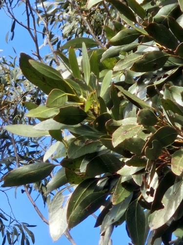 Eucalyptus subcrenulata, photograph 4