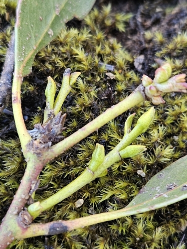 Eucalyptus subcrenulata, photograph 5