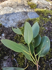 Eucalyptus subcrenulata, photograph author not stated, no rights reserved