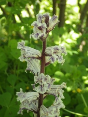 Orobanche crenata