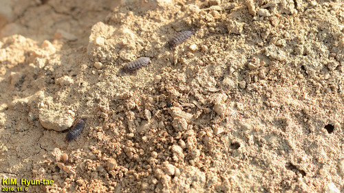 Koreoniscus racovitzai