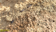 Koreoniscus racovitzai