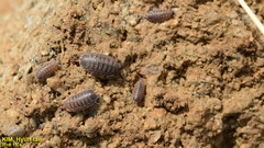 Koreoniscus racovitzai