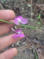Haricot Commun (Phaseolus vulgaris)