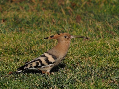 Common Hoopoe