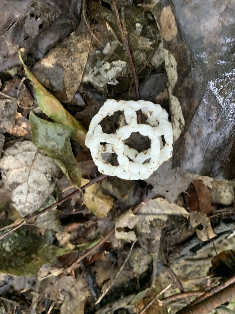 Ileodictyon cibarium · July 2025 · photo: © esthercocker_ (iNaturalist, cc0)