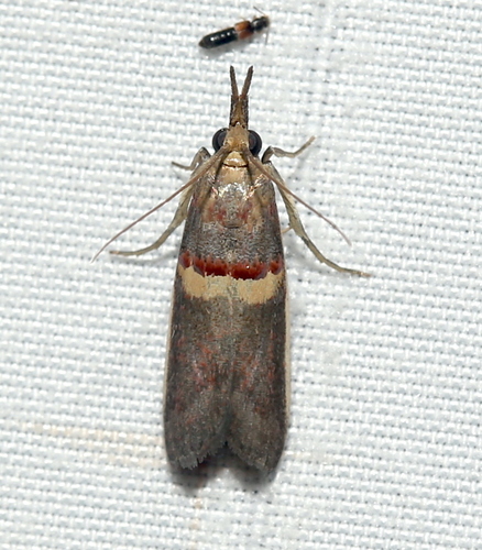 Gold-banded Etiella Moth photo 4