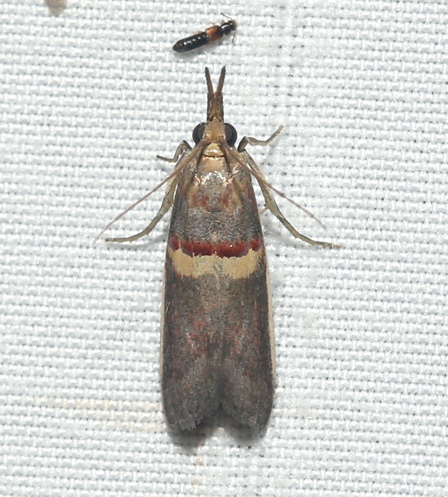 Legume Knot-horn