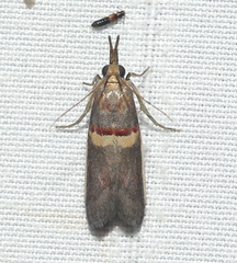 Broca-da-vagem (Etiella zinckenella)