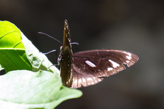 Euploea lewinii