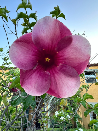 Allamanda blanchetii iNat (1)