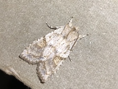 Lithophane bethunei