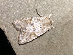 Lithophane bethunei