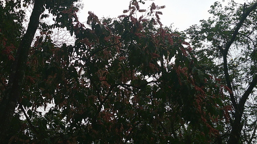 Triplaris cumingiana, photograph 6