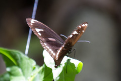 Euploea lewinii