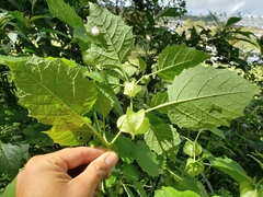 Physalis nicandroides