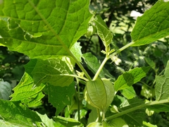 Physalis nicandroides