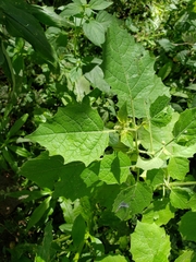 Physalis nicandroides