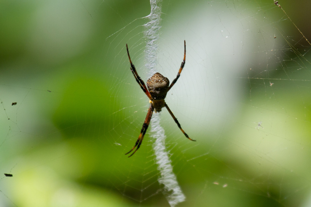 Argiope pentagona