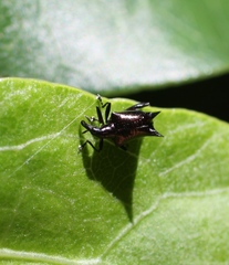 Scolopterus penicillatus