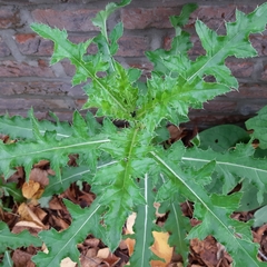 Cirsium arvense