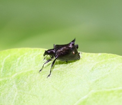 Scolopterus penicillatus