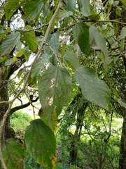 Morus celtidifolia