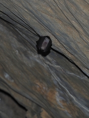 Rhinolophus hipposideros