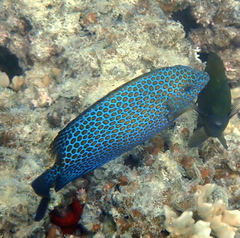 Gold-Spotted Rabbitfish photo 3