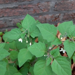 Solanum nigrum