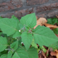 Solanum nigrum