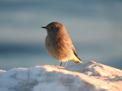 Phoenicurus ochruros