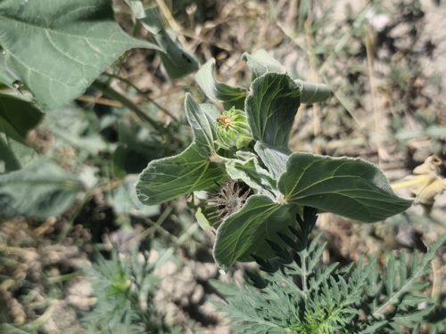 velvetleaf