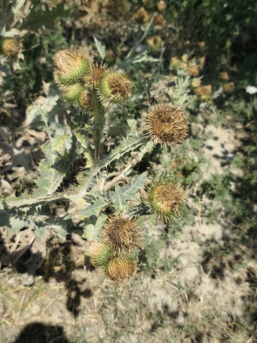 cotton thistle