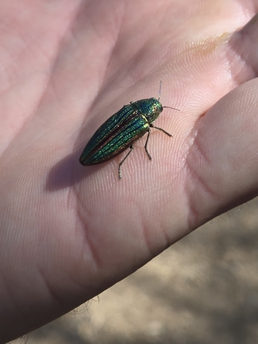 iNaturalist observation photo of Golden Buprestid Beetle