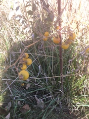 Solanum carolinense