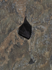 Rhinolophidae