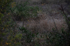 Panthera pardus pardus image