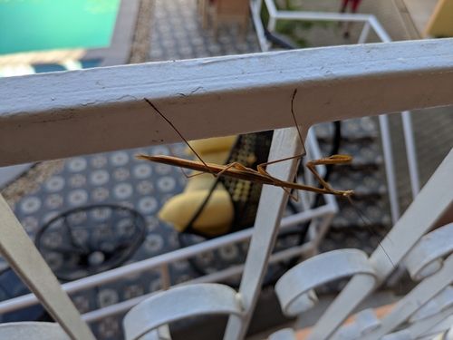 Stick Mantis