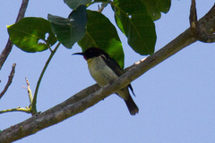 Myzomela jugularis