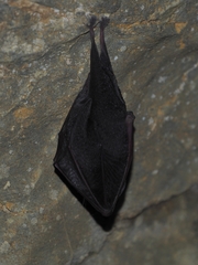 Rhinolophus hipposideros