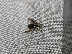 Dolichovespula maculata