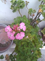 Pelargonium