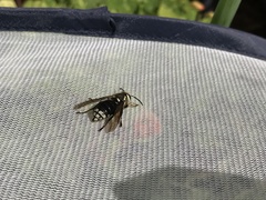 Dolichovespula maculata